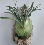 Platycerium Alcicorne(Africa) TC | Grower's Choice, Foshan Collection