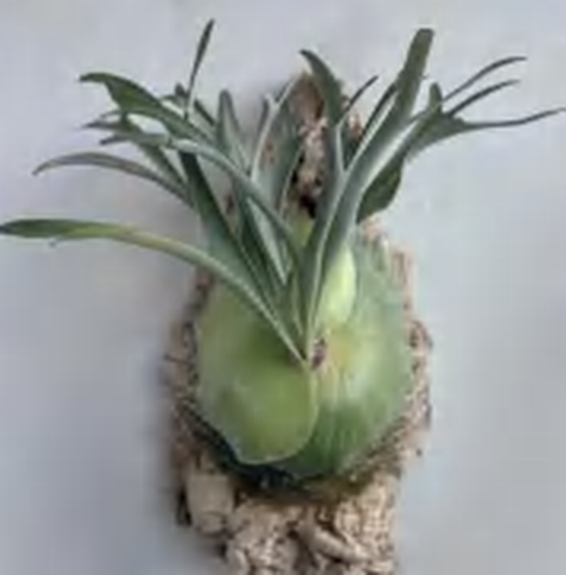 Platycerium Alcicorne(Africa) TC | Grower's Choice, Foshan Collection