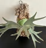 Platycerium Coronarium TC | Grower's Choice, Foshan Collection