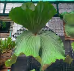Platycerium Erawan TC | Grower's Choice, Foshan Collection