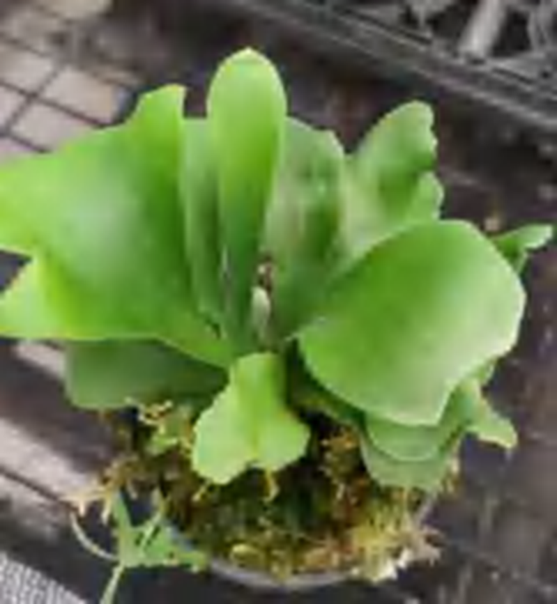 Platycerium Horn’S Surprise TC | Grower's Choice, Foshan Collection