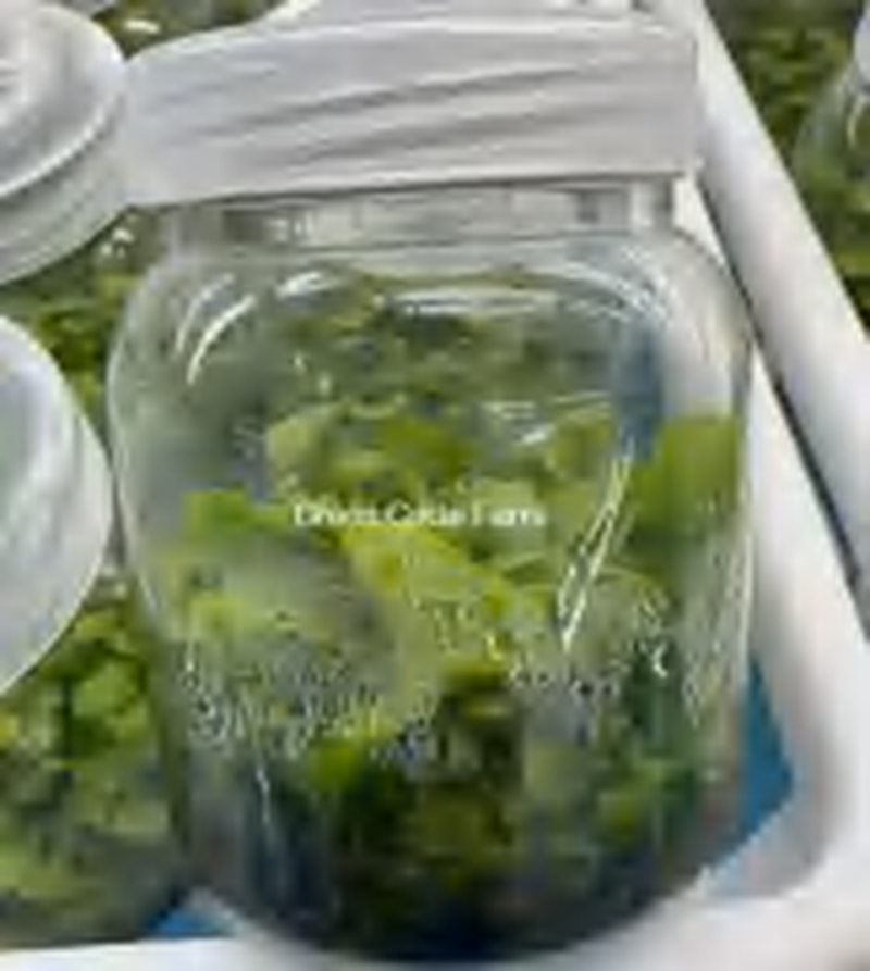 Lecanopteris Crustacea TC | Grower's Choice, Foshan Collection