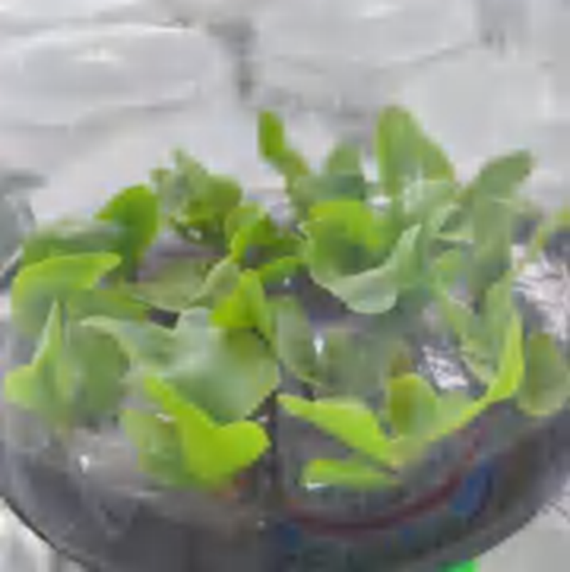 Platycerium Elephantotis TC | Grower's Choice, Foshan Collection