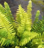 Nephrolepis Exaltata 'Tiger Fern' TC | Grower's Choice, Foshan Collection