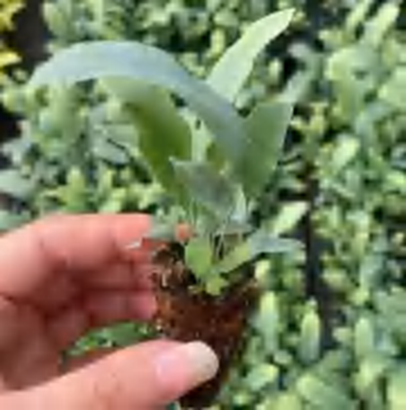 Phlebodium Aureum 'Blue Star' TC | Grower's Choice, Foshan Collection