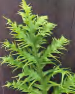 Phymatosorus Longissimus TC | Grower's Choice, Foshan Collection