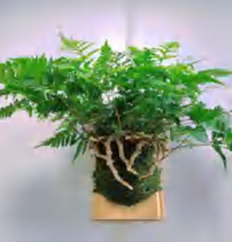 Davallia Bullata TC | Grower's Choice, Foshan Collection