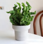 Syn Polypodium ‘Green Wave’ TC | Grower's Choice, Foshan Collection