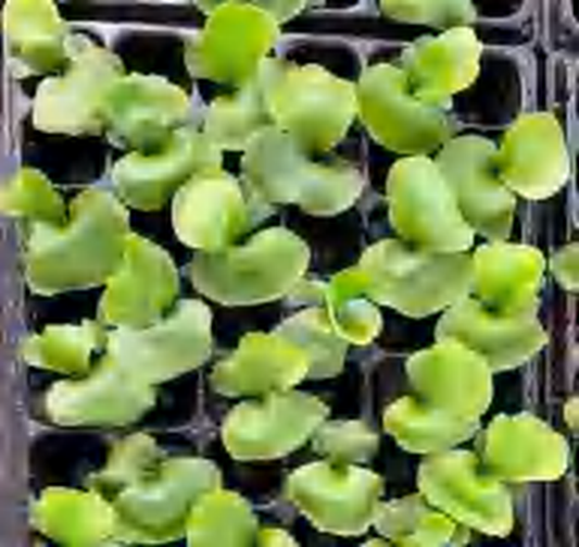 Platycerium Wandae Racib TC | Grower's Choice, Foshan Collection