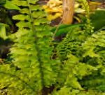 Nephrolepis Tiger Fern Roll TC | Grower's Choice, Foshan Collection