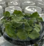 Platycerium Ridleyi TC | Grower's Choice, Foshan Collection