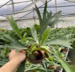 Platycerium Bifurcatum (Cav ) C Chr TC | Grower's Choice, Foshan Collection