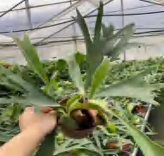 Platycerium Bifurcatum (Cav ) C Chr TC | Grower's Choice, Foshan Collection