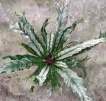 Asplenium Nidus TC | Grower's Choice, Foshan Collection