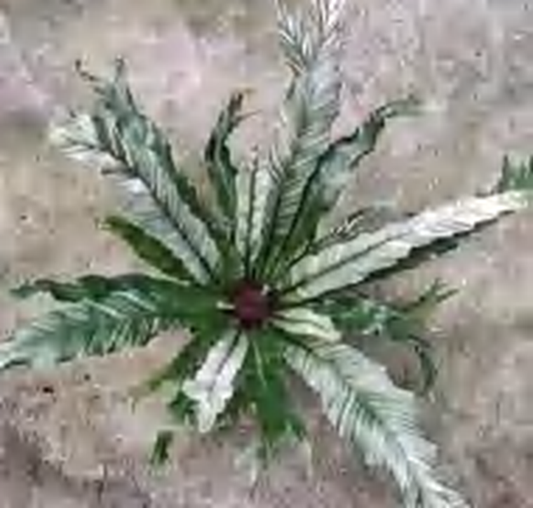 Asplenium Nidus TC | Grower's Choice, Foshan Collection