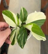 Kaempferia Galanga Variegated TC | Grower's Choice, Foshan Collection