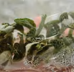Anoectochilus 'Emerald Hybrid' Aurea Variegated TC | Grower's Choice, Foshan Collection