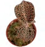 Anoectochilus 'Hybid Rose' Aurea Variegated TC | Grower's Choice, Foshan Collection