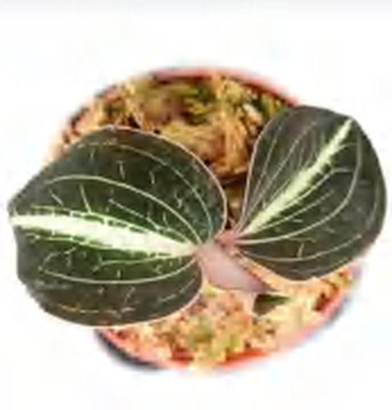 Anoectochilus Leyli Green TC | Grower's Choice, Foshan Collection