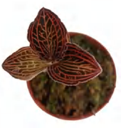 A Albolineatus ‘Lady'S Best Friend’ TC | Grower's Choice, Foshan Collection