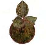 Anoectochilus 'Roxburghii White' Aurea Variegated TC | Grower's Choice, Foshan Collection