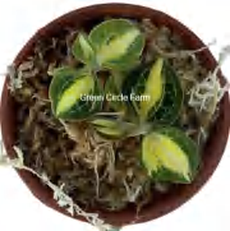 Anoectochilus 'Silver Silk' Variegated TC | Grower's Choice, Foshan Collection