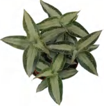 Aspidogyne Argentea TC | Grower's Choice, Foshan Collection