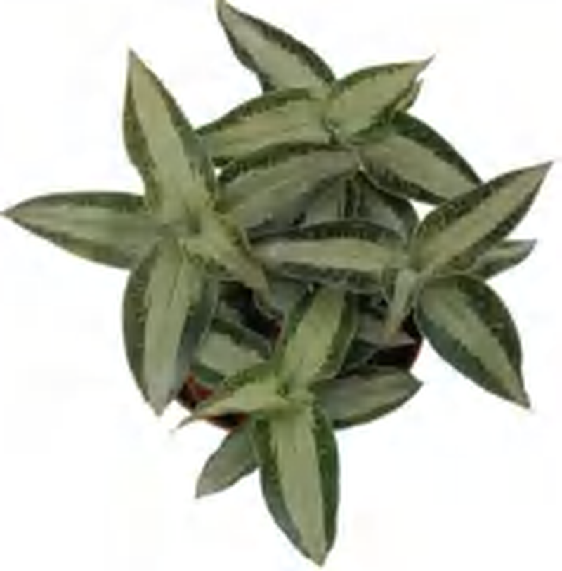 Aspidogyne Argentea TC | Grower's Choice, Foshan Collection