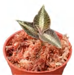 Anoectochilus Silver Heart TC | Grower's Choice, Foshan Collection