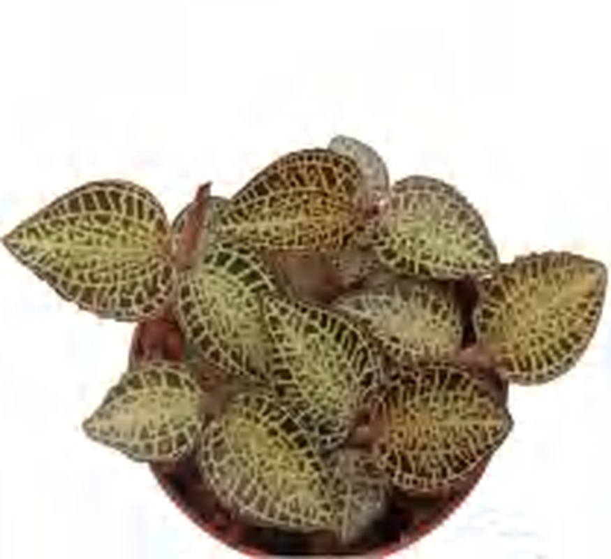 Anoectochilus Hybrid Emerald Gold TC | Grower's Choice, Foshan Collection