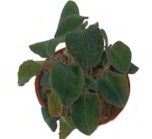Anoectochilus53 TC | Grower's Choice, Foshan Collection