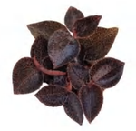 Anoectochilus52 TC | Grower's Choice, Foshan Collection