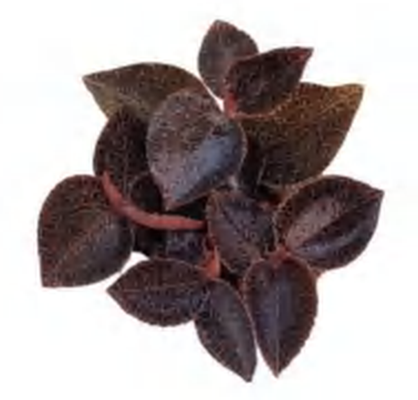 Anoectochilus52 TC | Grower's Choice, Foshan Collection