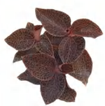Anoectochilus 50 TC | Grower's Choice, Foshan Collection
