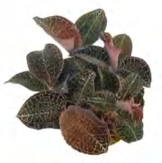 Anoectochilus 51 TC | Grower's Choice, Foshan Collection