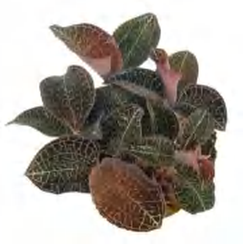 Anoectochilus 51 TC | Grower's Choice, Foshan Collection