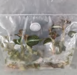 Anoectochilus Leyli Brown Hybrid TC | Grower's Choice, Foshan Collection