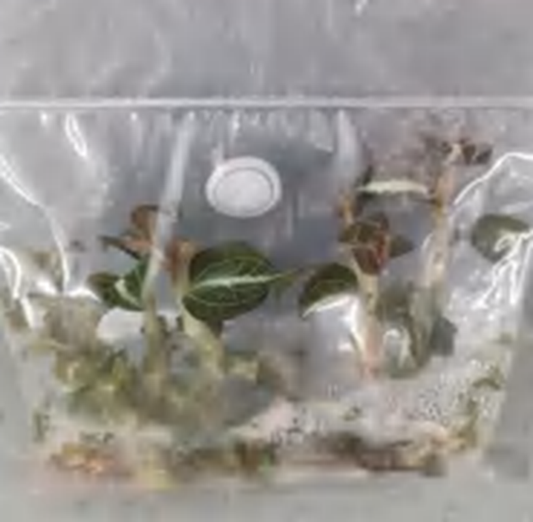 Anoectochilus Leyli Brown Hybrid TC | Grower's Choice, Foshan Collection