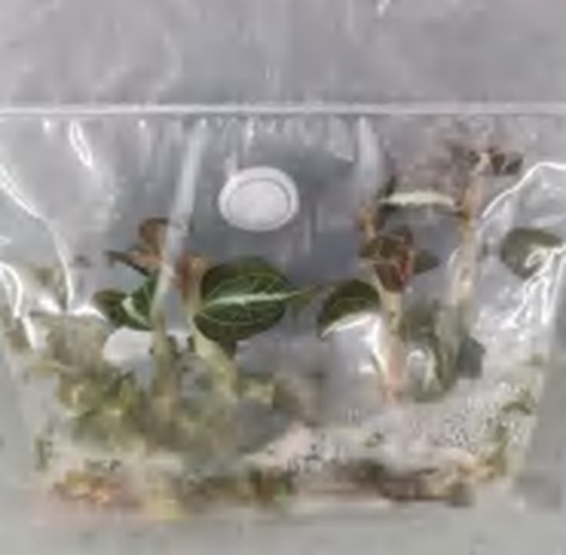 Anoectochilus Leyli Brown Hybrid TC | Grower's Choice, Foshan Collection