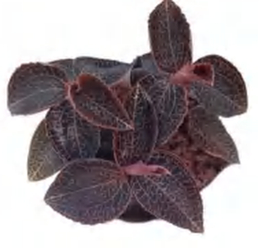 Anoectochilus 49 TC | Grower's Choice, Foshan Collection