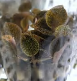 Anoectochilus 07# TC | Grower's Choice, Foshan Collection