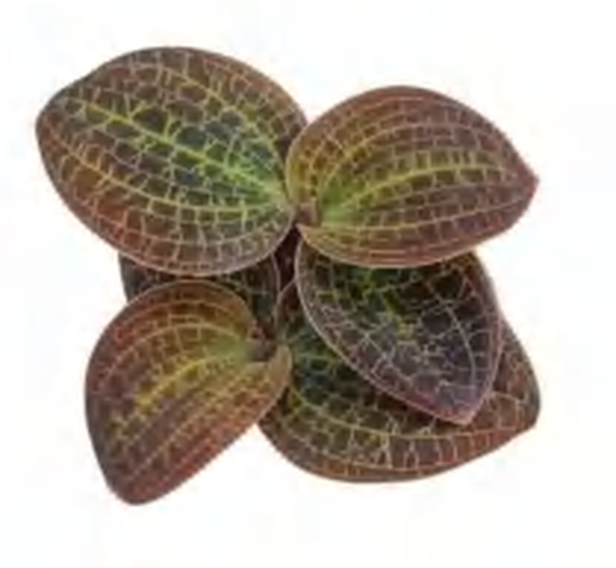 Dossinochilus Dreamcatcher TC | Grower's Choice, Foshan Collection