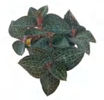 Anoectochilus 47 TC | Grower's Choice, Foshan Collection