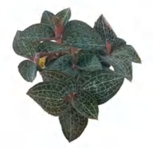 Anoectochilus 47 TC | Grower's Choice, Foshan Collection
