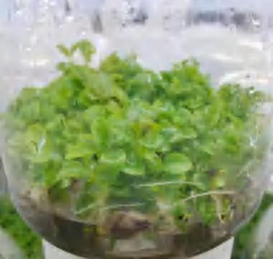 Peperomia Obtusifolia TC | Grower's Choice, Foshan Collection