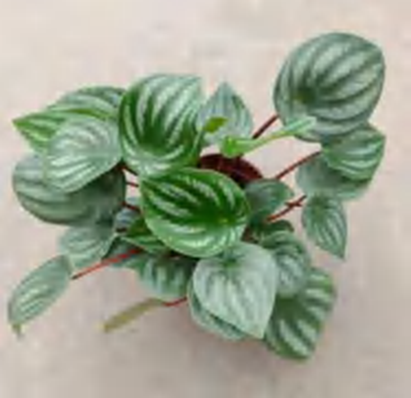 Peperomia Watermelon TC | Grower's Choice, Foshan Collection