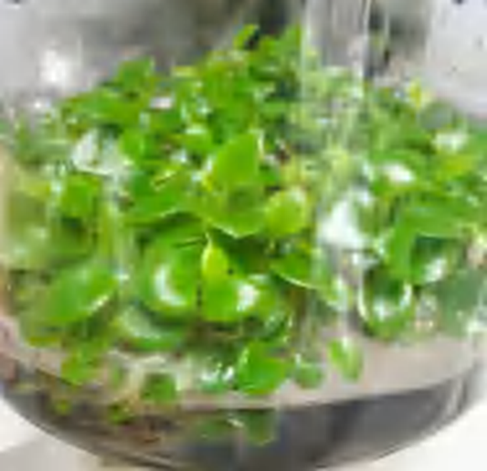 Peperomia Obtusifolia Emerald TC | Grower's Choice, Foshan Collection