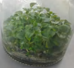 Peperomia Caperata‘Rosso TC | Grower's Choice, Foshan Collection
