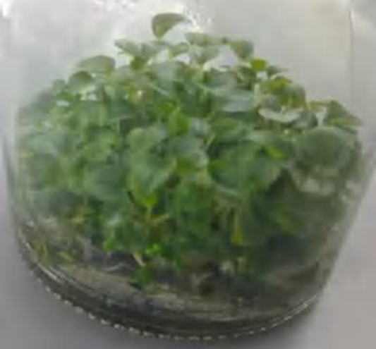 Peperomia Caperata‘Rosso TC | Grower's Choice, Foshan Collection