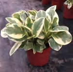 Peperomia Obtusifolia 'Albo-Marginata' TC | Grower's Choice, Foshan Collection